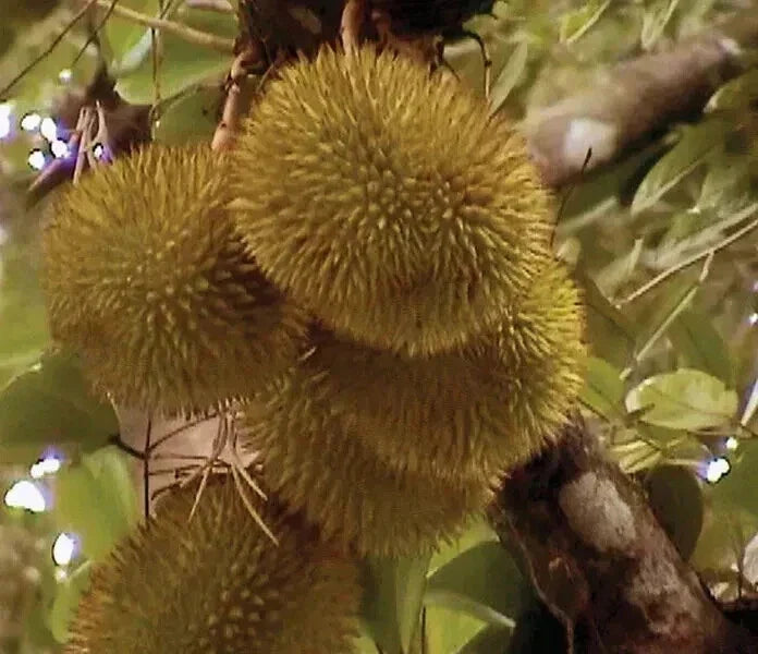 Durian Tree Seedling – Tropical Fruit Plant for Warm Gardens & Greenhouses