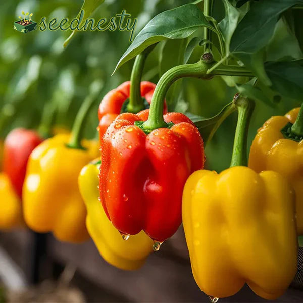 Rainbow Sweet Bell Pepper Seeds
