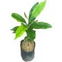 Clove Plant