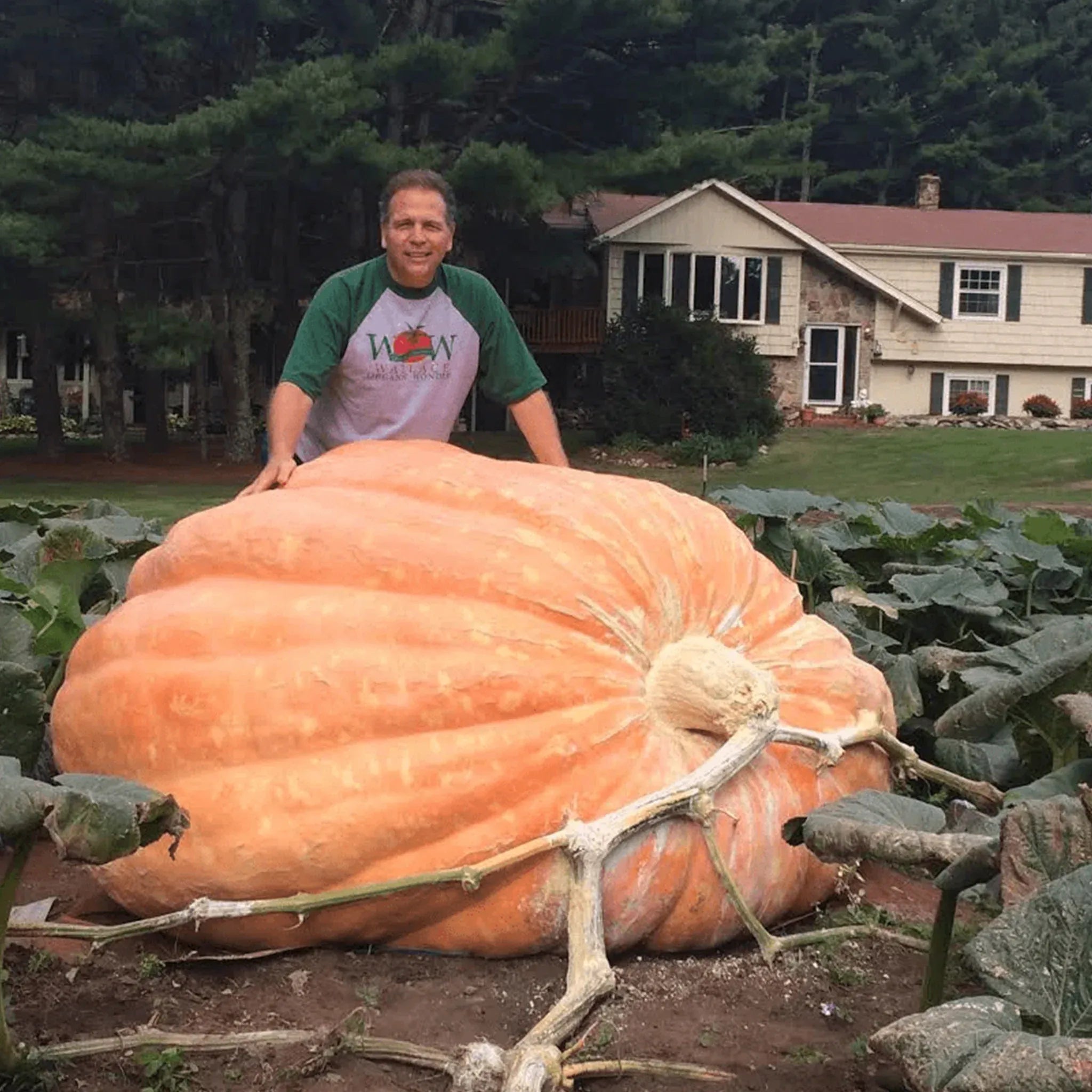 Giant Pumpkin Seeds Wallace's Whoppers