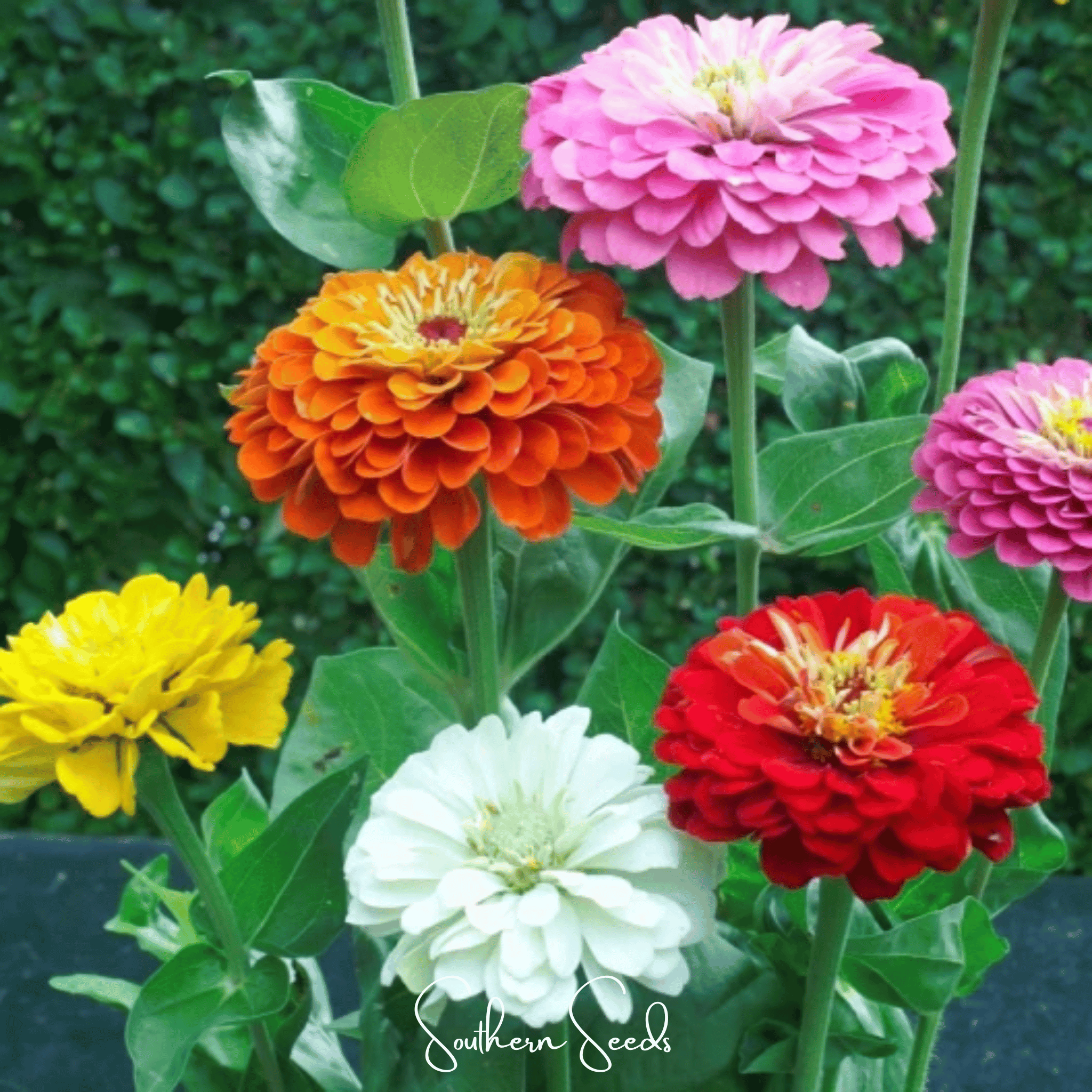 Dahlia Flowered Zinnia Seeds — 25Count 🌸