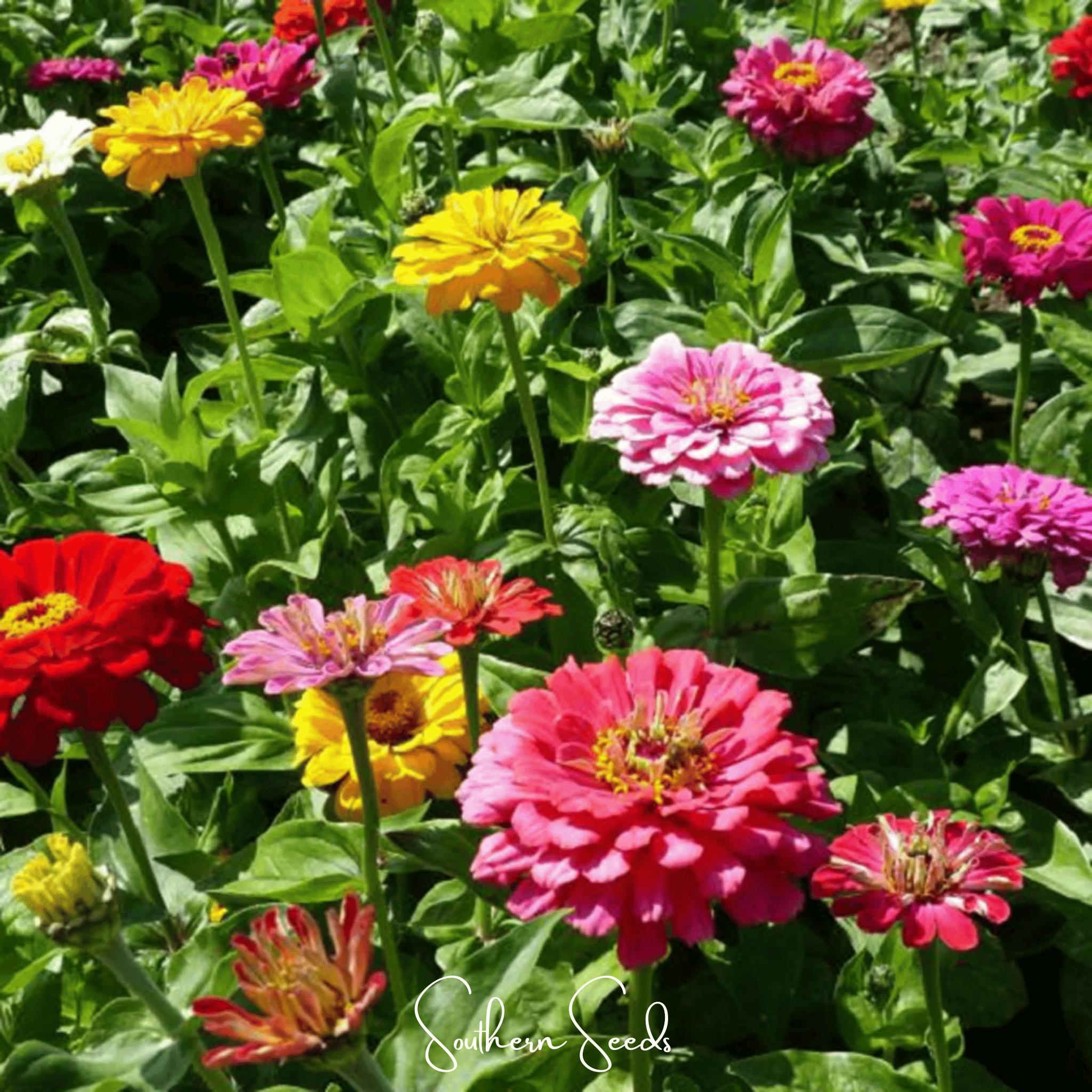 Dahlia Flowered Zinnia Seeds — 25Count 🌸