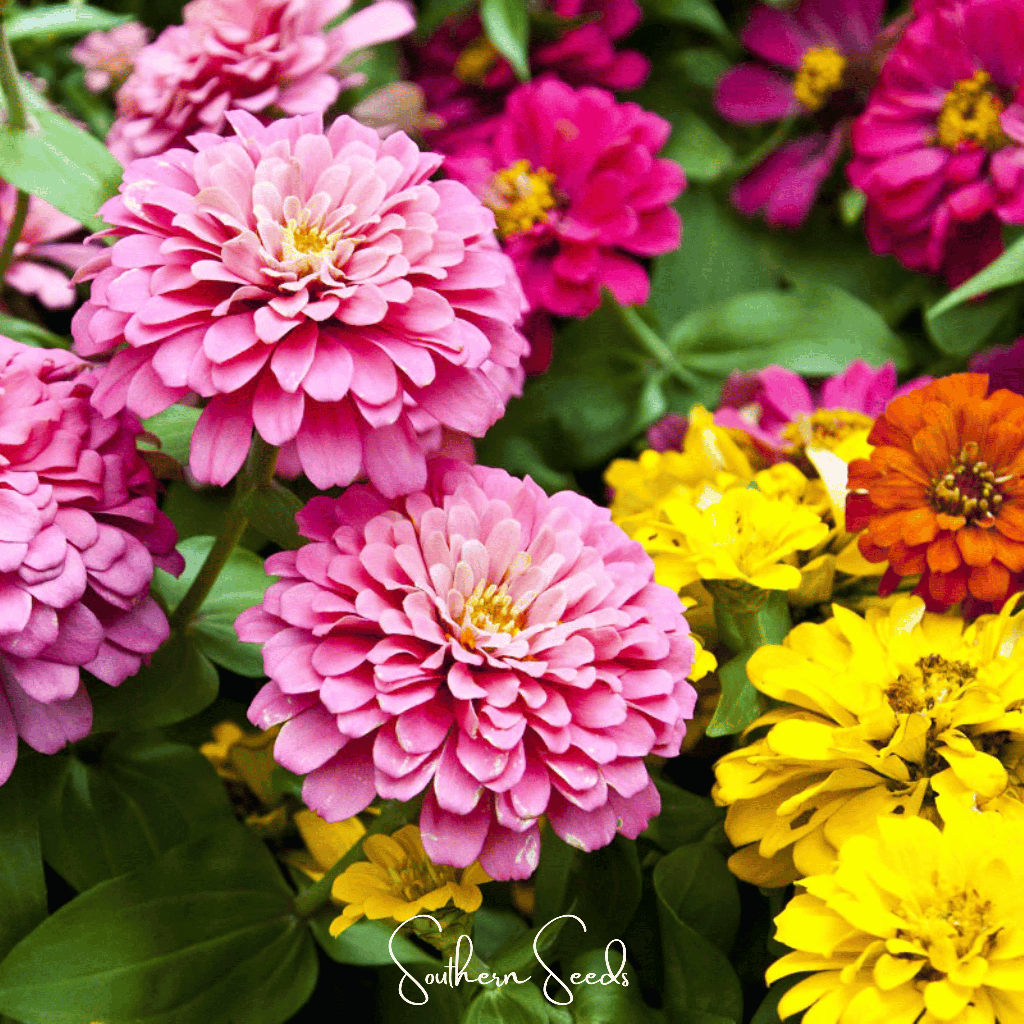Dahlia Flowered Zinnia Seeds — 25Count 🌸