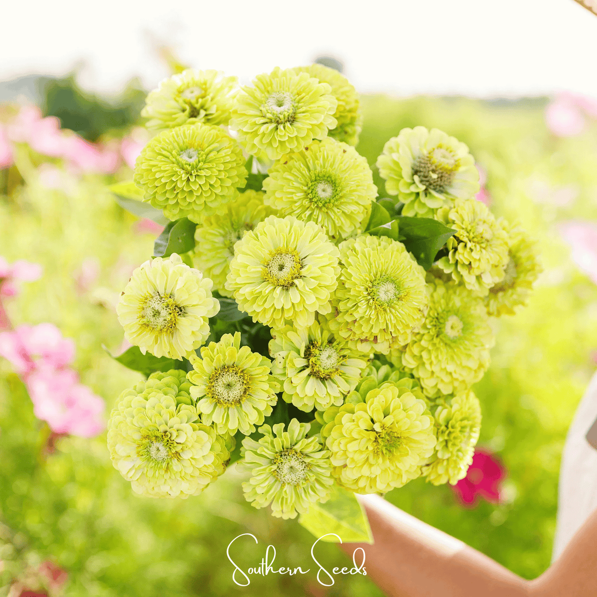Envy Green Zinnia Seeds — 25 Count 💚