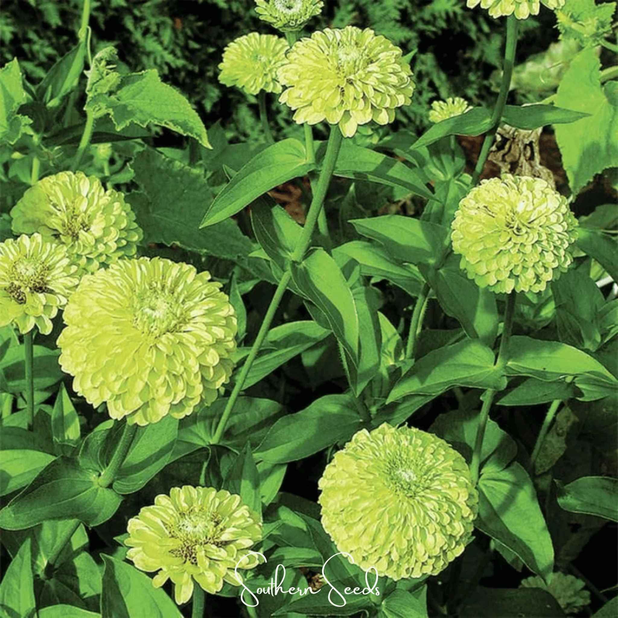 Envy Green Zinnia Seeds — 25 Count 💚