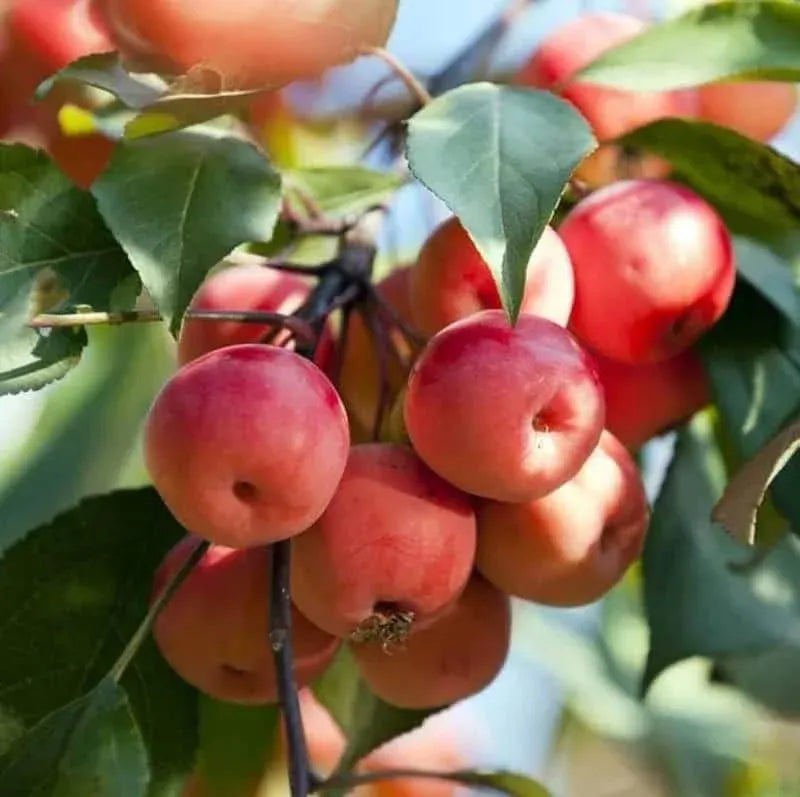 Zumi Crabapple
