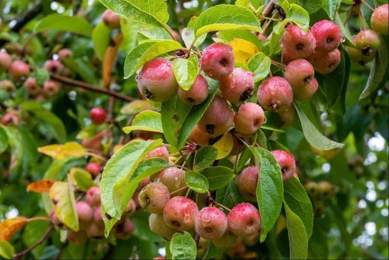 Zumi Crabapple