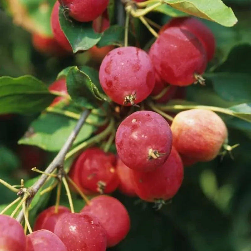 Zumi Crabapple